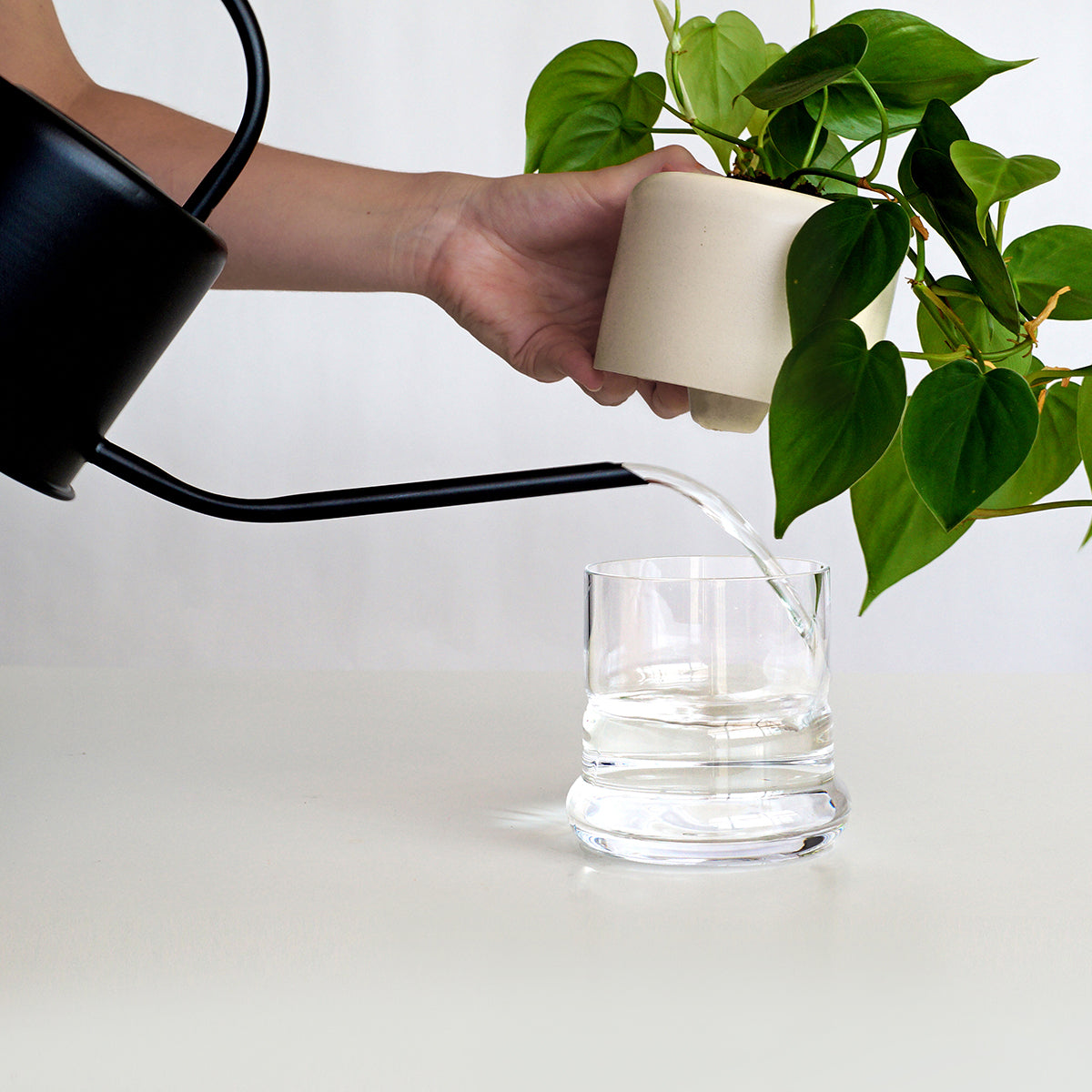 Geo H2O ceramic planter with water reservoir + Philodendron