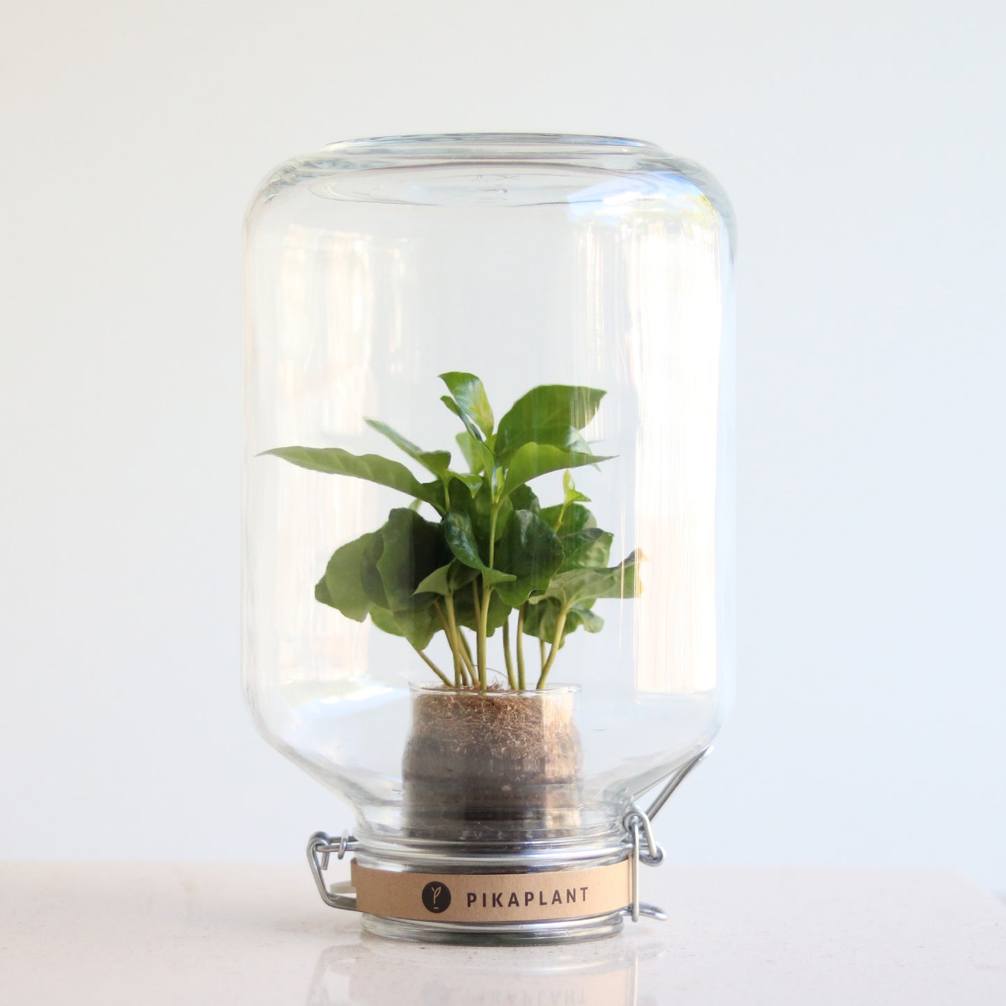 Jar Coffea Refill Deluxe