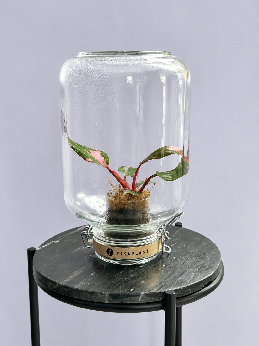 Jar Philodendron Pink Lady Refill Deluxe