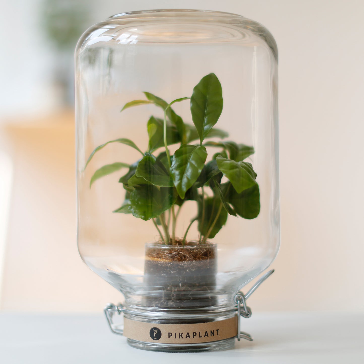 Pikaplant Jar Coffea Design Terrarium DIY
