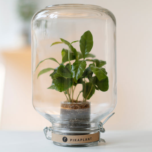 Pikaplant Jar Coffea Design Plantenterrarium DIY