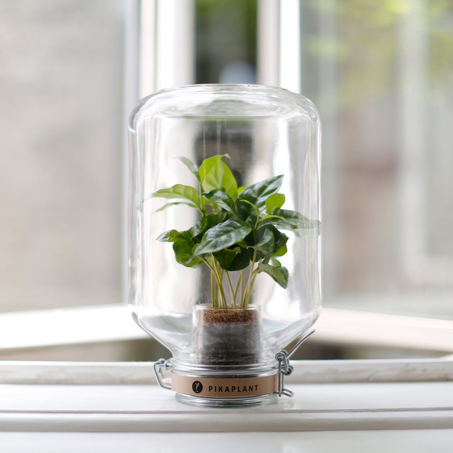 Pikaplant Jar Coffea Design Terrarium