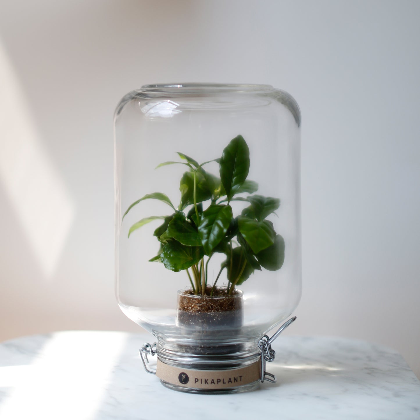 Pikaplant Jar Coffea Design Terrarium DIY