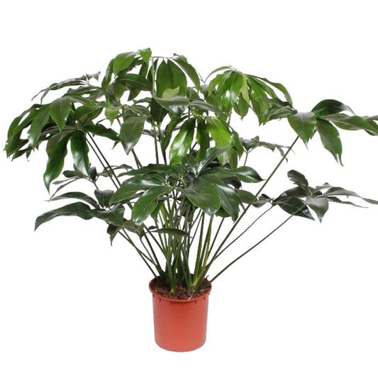 Philodendron Green Wonder - 140 cm height - ø34cm