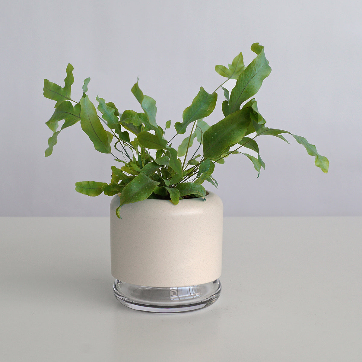Geo H2O ceramic planter with water reservoir