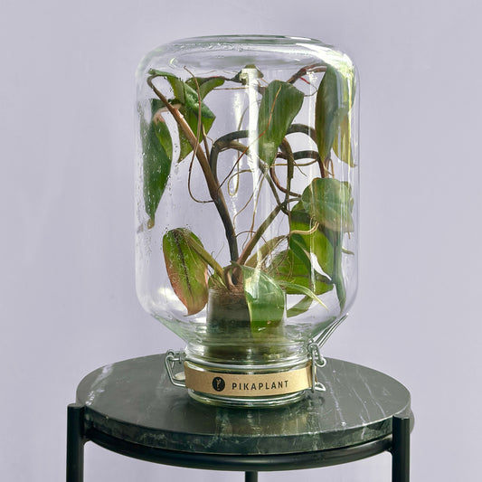 Pikaplant Jar Philodendron Pink Lady Design Terrarium