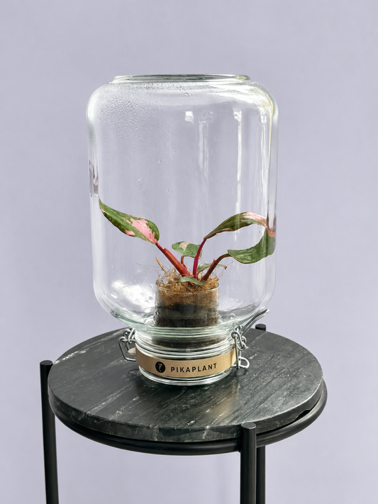 Jar Philodendron Pink Lady Refill Deluxe