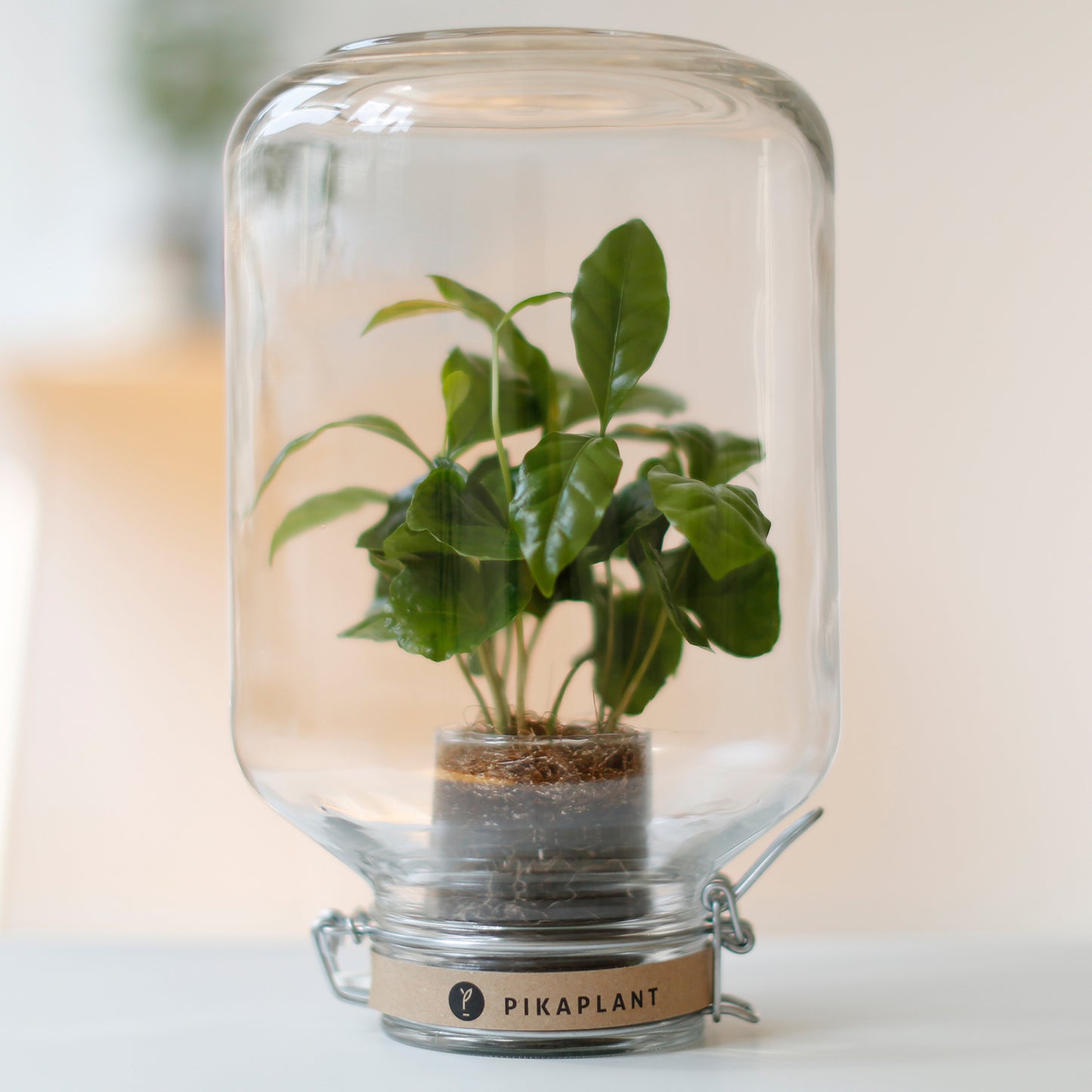 Pikaplant Jar Coffea Design Terrarium