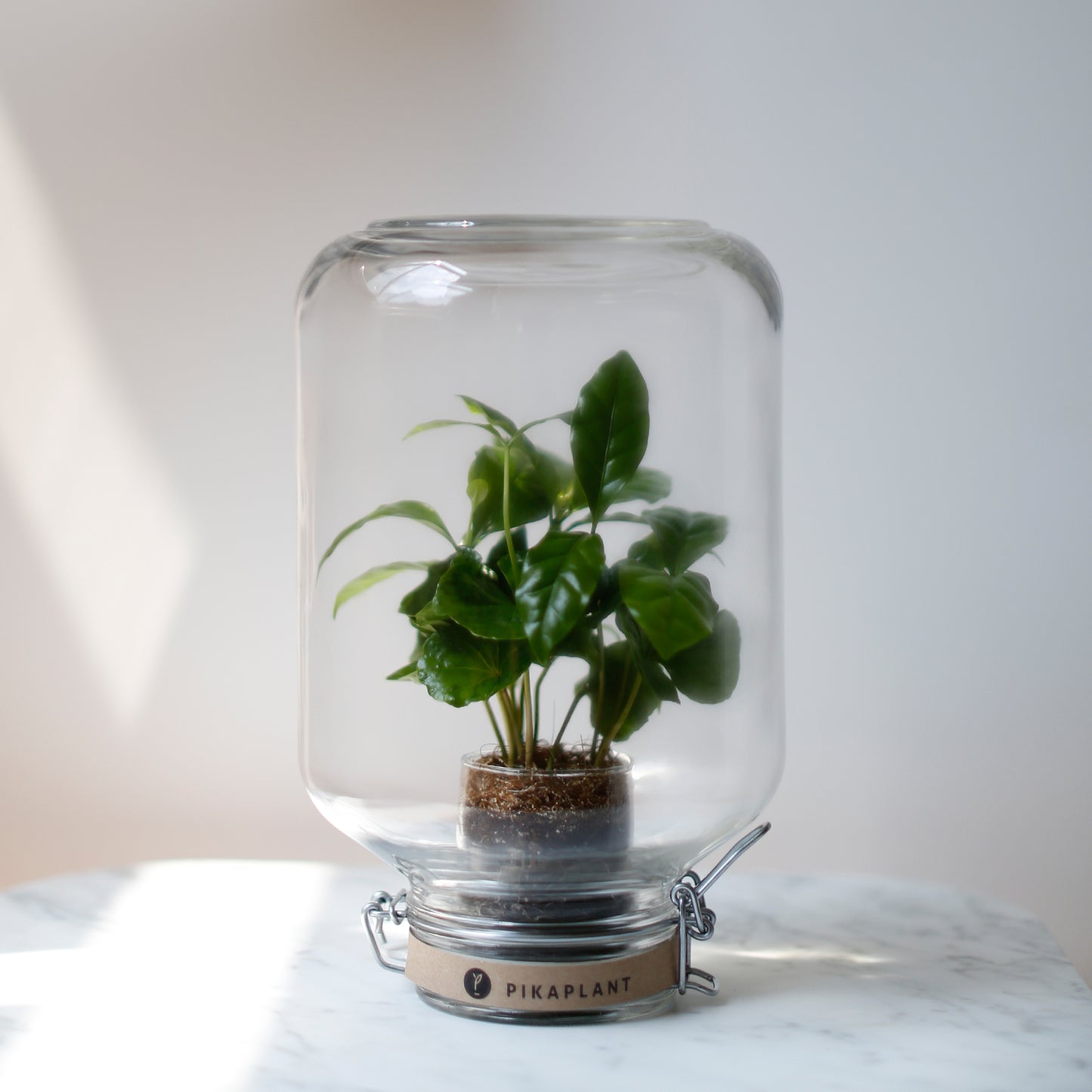 Pikaplant Jar Coffea Design Terrarium