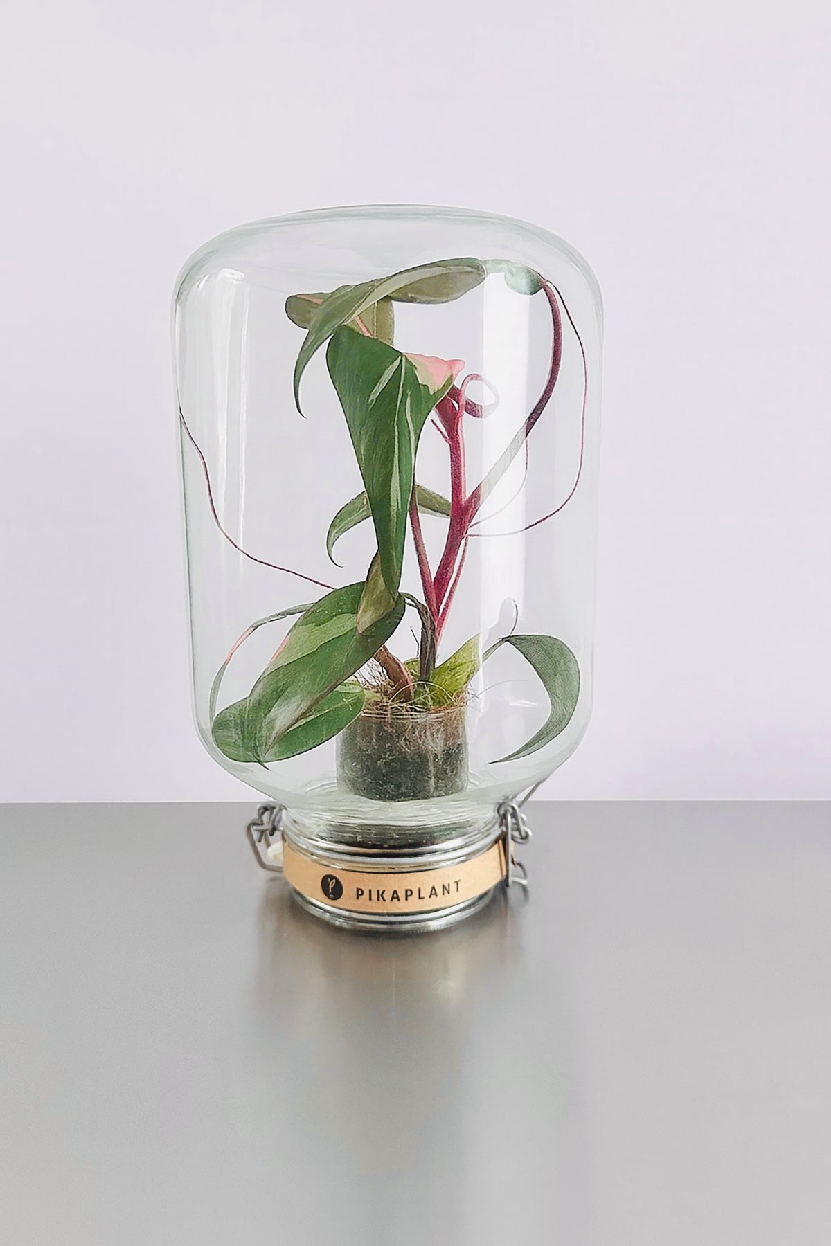 Pikaplant Jar Philodendron Pink Lady Design Terrarium
