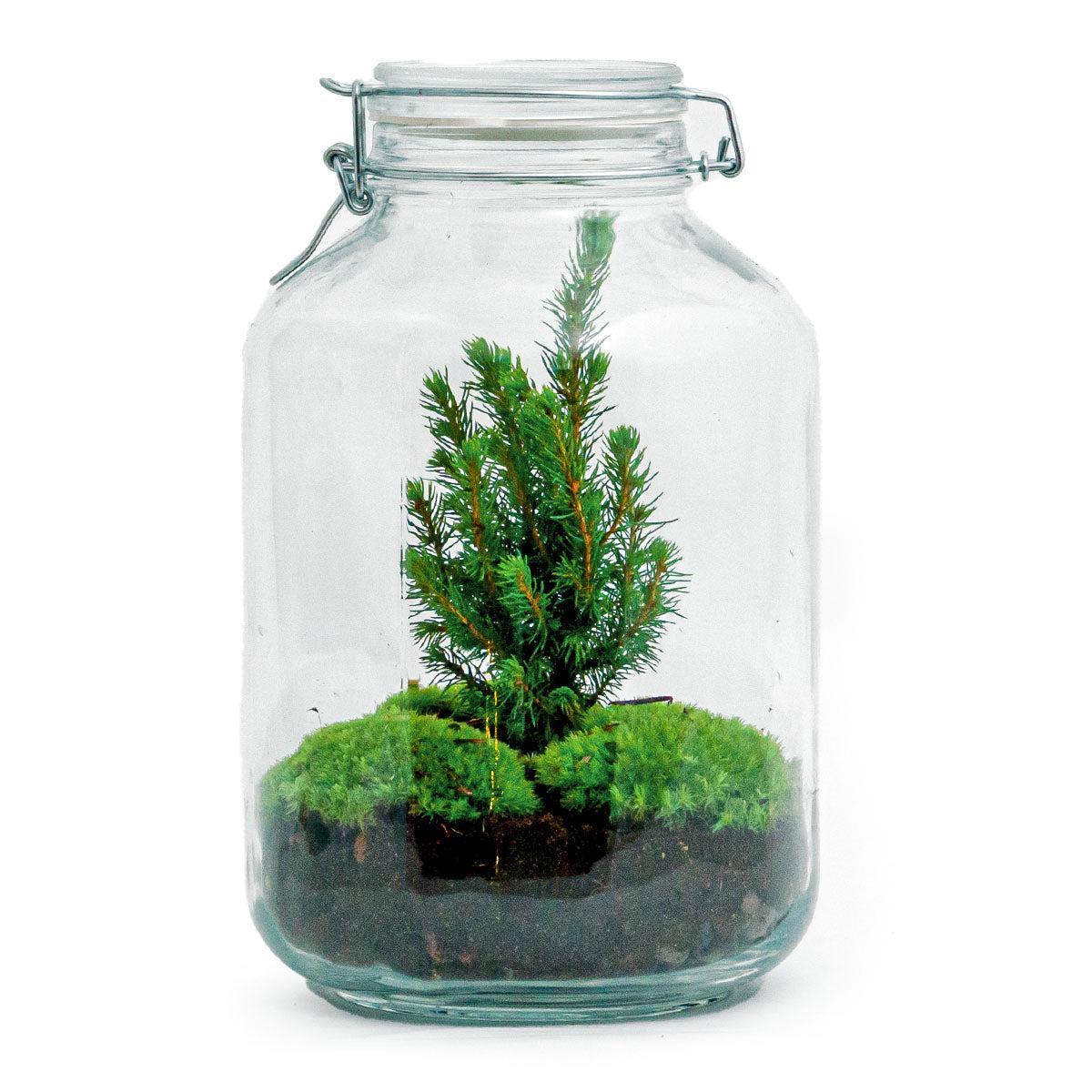 DIY Pflanzenterrarium - Jar Christmas - ↑ 28 cm