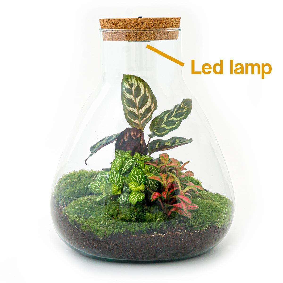 DIY terrarium - Sam Calathea met LED-verlichting - ↑ 30 cm