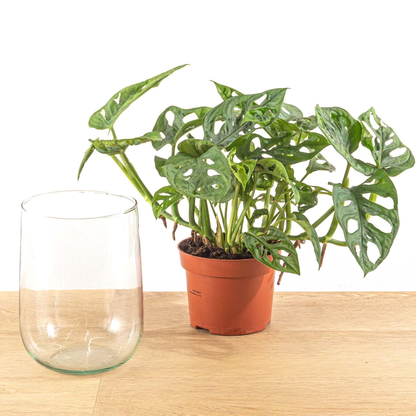 DIY-set: Monstera in vase (Hydroponia)