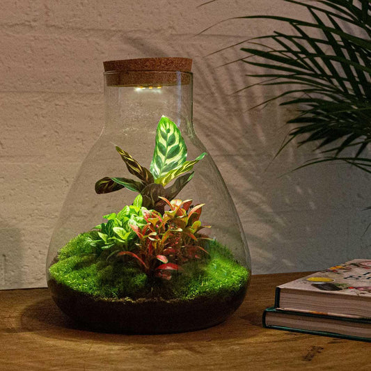 DIY terrarium - Sam Calathea met LED-verlichting - ↑ 30 cm